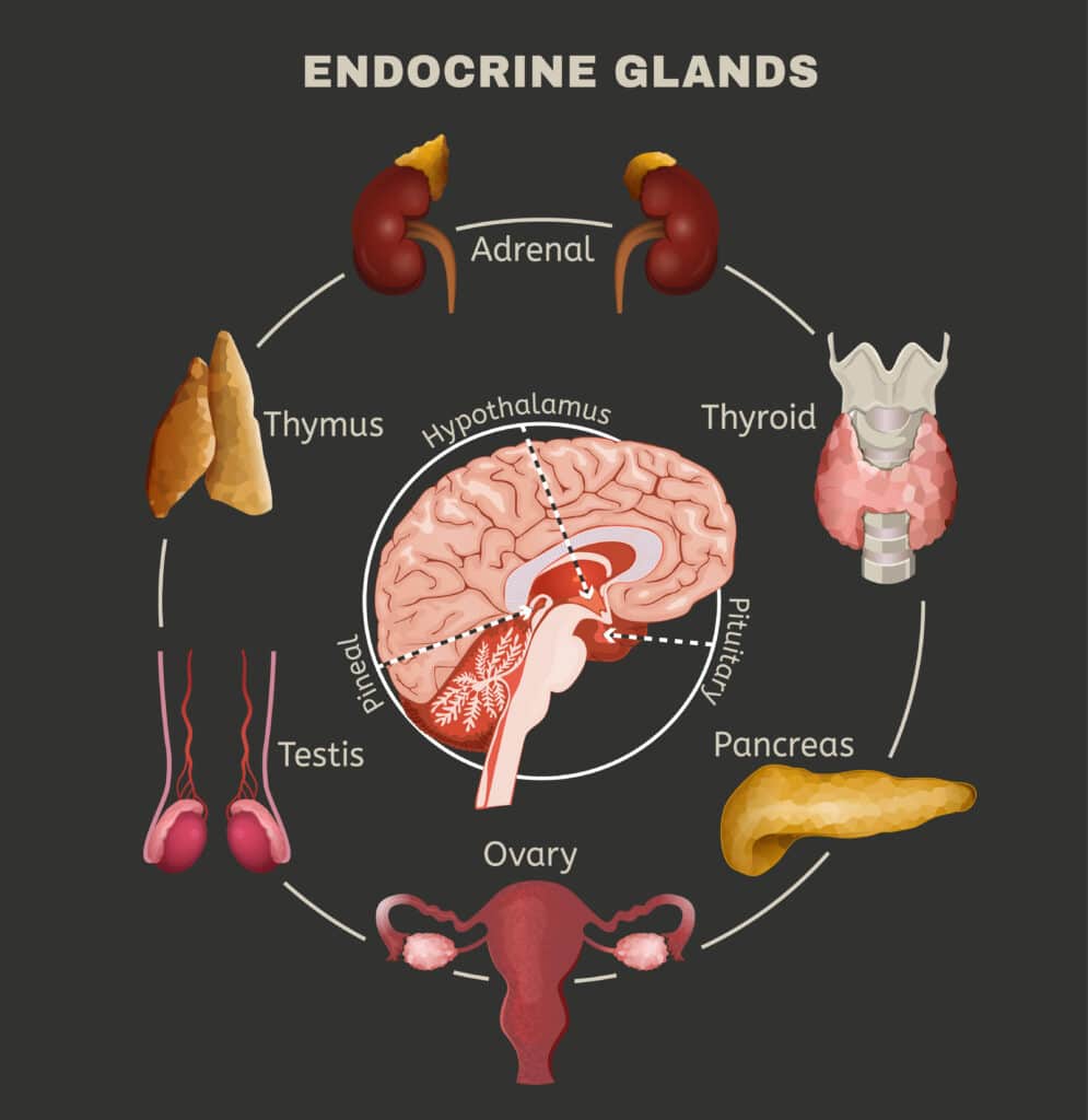 Your Comprehensive Guide to the Endocrine System