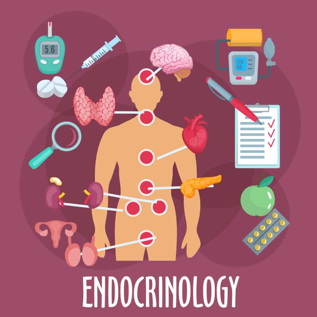 Your Comprehensive Guide to the Endocrine System